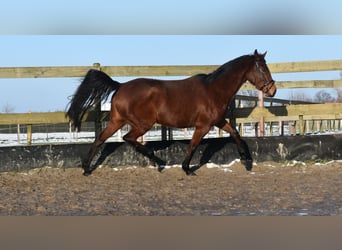 Andra raser, Sto, 4 år, 159 cm, Brun