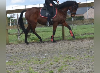 Andra raser, Sto, 4 år, 159 cm, Mörkbrun