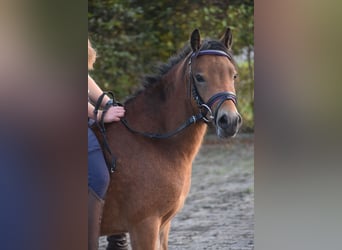 Andra raser, Sto, 5 år, 110 cm, Ljusbrun