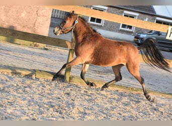 Andra raser, Sto, 5 år, 110 cm, Ljusbrun
