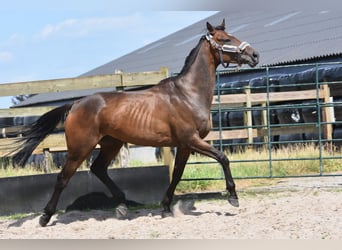 Sonstige Rassen, Stute, 5 Jahre, 163 cm, Dunkelbrauner