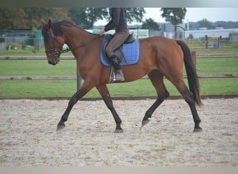 Andra raser, Sto, 5 år, 165 cm, Brun