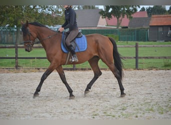 Andra raser, Sto, 5 år, 165 cm, Brun