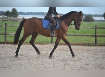 Andra raser, Sto, 5 år, 165 cm, Brun