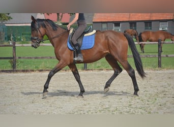 Andra raser, Sto, 5 år, 165 cm, Brun