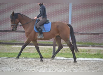Andra raser, Sto, 5 år, 165 cm, Brun