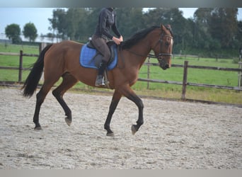 Andra raser, Sto, 5 år, 165 cm, Brun
