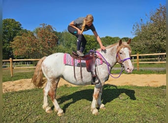 Andra raser, Sto, 6 år, 152 cm, Leopard-Piebald