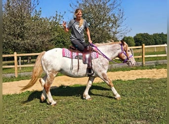 Andra raser, Sto, 6 år, 152 cm, Leopard-Piebald