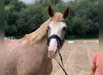 Andra raser, Sto, 6 år, 163 cm, Grå-röd-brun