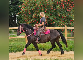 Andra raser, Sto, 8 år, 154 cm, Svart