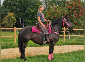 Andra raser, Sto, 8 år, 154 cm, Svart