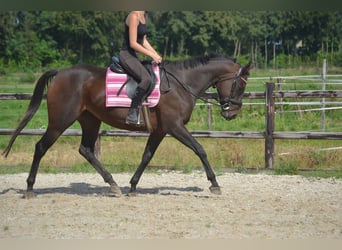 Andra raser, Sto, 9 år, 160 cm, Brun