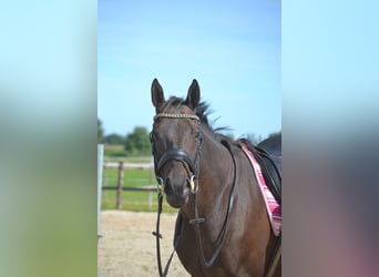 Andra raser, Sto, 9 år, 160 cm, Brun