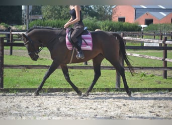 Andra raser, Sto, 9 år, 160 cm, Brun