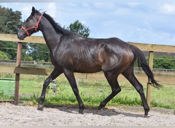 Andra raser, Valack, 11 år, 162 cm, Mörkbrun