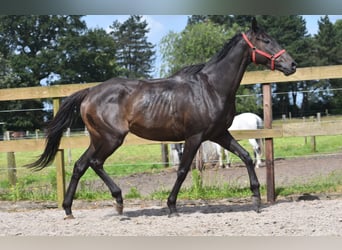 Andra raser, Valack, 11 år, 162 cm, Mörkbrun