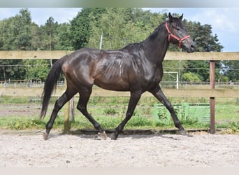 Andra raser, Valack, 11 år, 162 cm, Mörkbrun