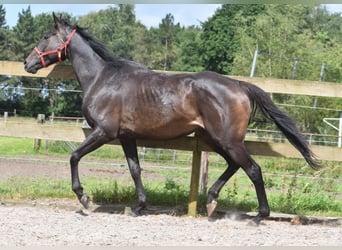 Andra raser, Valack, 11 år, 162 cm, Mörkbrun