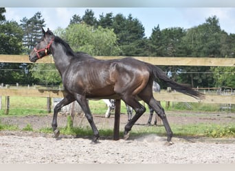 Andra raser, Valack, 11 år, 162 cm, Mörkbrun