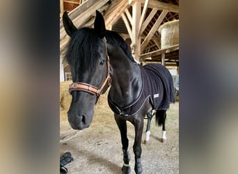 Andra raser, Valack, 11 år, 162 cm, Svart