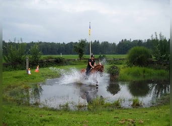 Andra raser, Valack, 12 år, 154 cm, fux