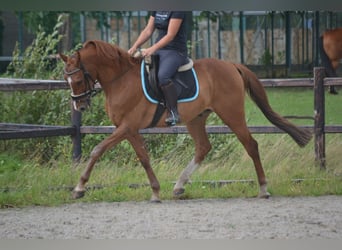 Andra raser, Valack, 12 år, 154 cm, fux