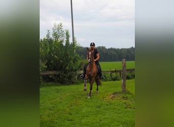 Andra raser, Valack, 12 år, 154 cm, fux