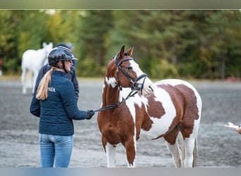 Andra raser, Valack, 13 år, 145 cm, Pinto