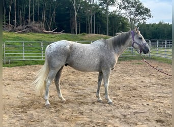 Andra raser, Valack, 13 år, 152 cm, Gråskimmel