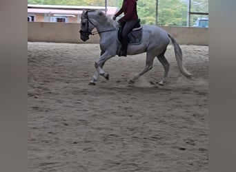 Andra raser, Valack, 13 år, 163 cm