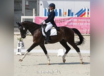 Andra raser Blandning, Valack, 13 år, 170 cm, Svart