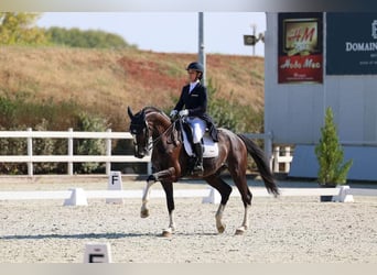 Andra raser Blandning, Valack, 13 år, 170 cm, Svart