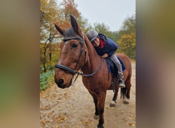 Andra raser, Valack, 20 år, Brun