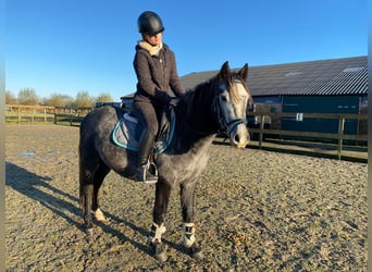 Andra raser, Valack, 3 år, 145 cm, Grå-mörk-brun