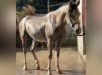 Andra raser Blandning, Valack, 3 år, 147 cm, Grå