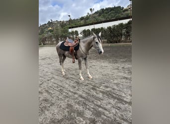 Andra raser Blandning, Valack, 3 år, 147 cm, Grå