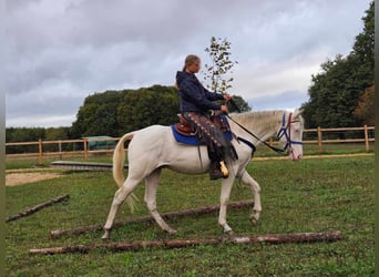 Andra raser, Valack, 3 år, 152 cm, Cremello