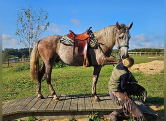 Sonstige Rassen, Wallach, 3 Jahre, 153 cm, Schimmel