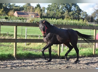 Andra raser, Valack, 3 år, 155 cm, Mörkbrun