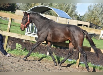 Andra raser, Valack, 3 år, 155 cm, Mörkbrun