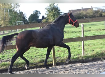 Andra raser, Valack, 3 år, 155 cm, Mörkbrun