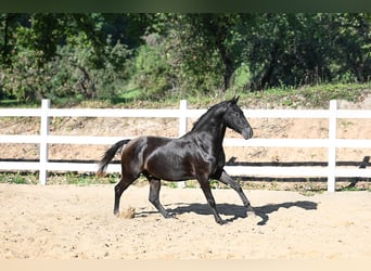 Andra raser Blandning, Valack, 3 år, 156 cm, Mörkbrun