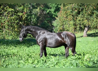 Andra raser Blandning, Valack, 3 år, 156 cm, Mörkbrun