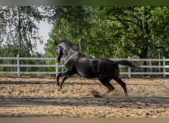 Andra raser Blandning, Valack, 3 år, 156 cm, Mörkbrun