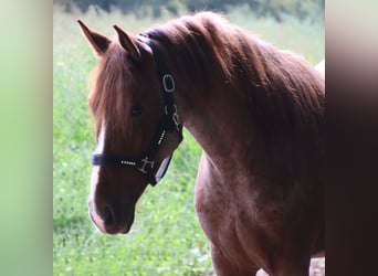 Andra raser, Valack, 3 år, 156 cm, Rödskimmel