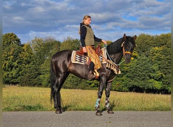 Andra raser, Valack, 3 år, 157 cm, Svart