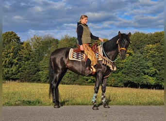 Andra raser, Valack, 3 år, 157 cm, Svart