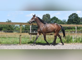 Andra raser, Valack, 3 år, 162 cm, Mörkbrun