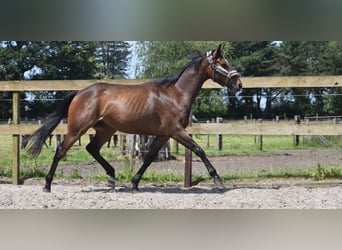 Andra raser, Valack, 3 år, 162 cm, Mörkbrun